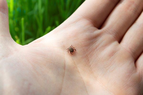A Tick on a persons hand