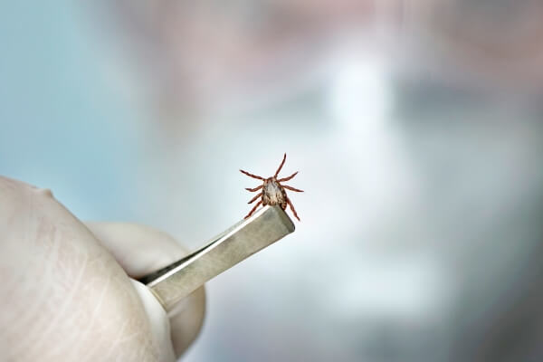 Close up of  tick in a laboratory