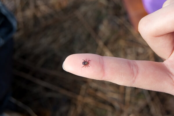 Large tick on a persons finger