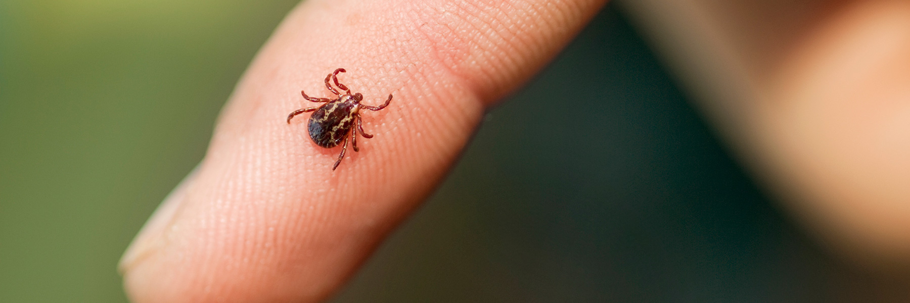 A tick insect on a persons finger
