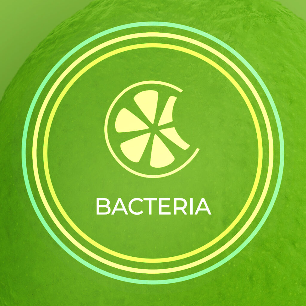 Bacteria